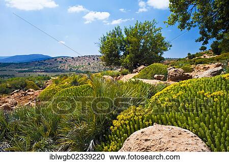 Stock Image - "Flowering field of Euphorbia (Euphorbia), High Atlas, Morocco, Africa". Fotosearch