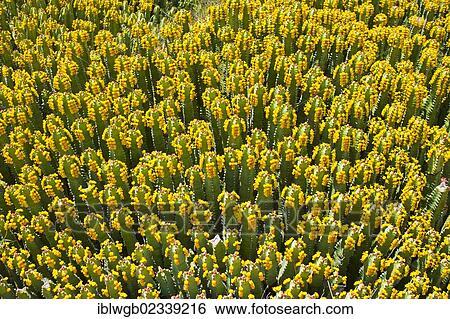 Stock Photograph - "Flowering field of Euphorbia (Euphorbia), High Atlas, Morocco, Africa". Fotosearch