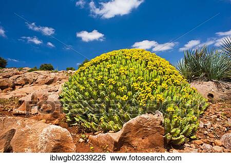 Stock Photograph - "Flowering field of Euphorbia (Euphorbia), High Atlas, Morocco, Africa". Fotosearch