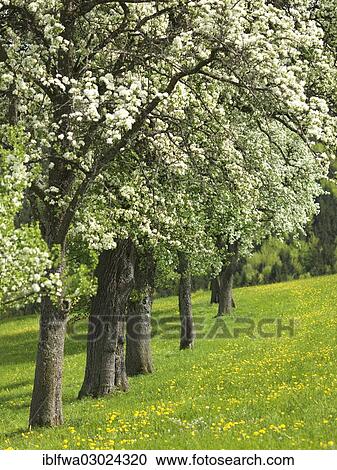 Stock Image - "Flowering fruit trees, Mostviertel, Seitenstetten, Lower Austria, Austria, Europe". Fotosearch