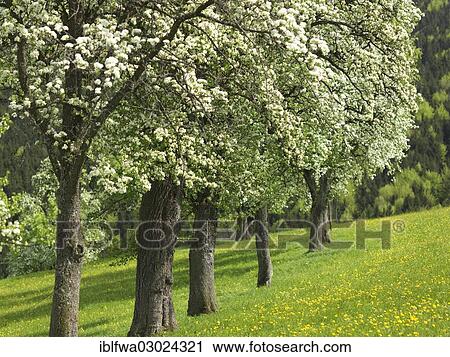 "Flowering fruit trees, Mostviertel, Seitenstetten, Lower Austria, Austria, Europe" View Large Photo Image Stock Image - "Flowering fruit trees, Mostviertel, Seitenstetten, Lower Austria, Austria, Europe". Fotosearch