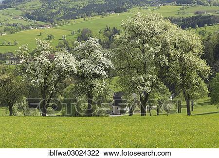 "Flowering fruit trees, Mostviertel, Seitenstetten, Lower Austria, Austria, Europe" View Large Photo Image Stock Image - "Flowering fruit trees, Mostviertel, Seitenstetten, Lower Austria, Austria, Europe". Fotosearch