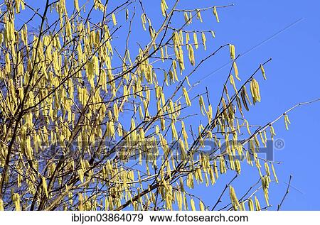 Stock Photo - Flowering Hazel (Corylus avellana). Fotosearch