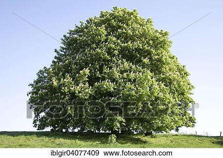 "Flowering horse chestnut (Aesculus hippocastanum), Saxony, Germany, Europe" View Large Photo Image Stock Photo - "Flowering horse chestnut (Aesculus hippocastanum), Saxony, Germany, Europe". Fotosearch
