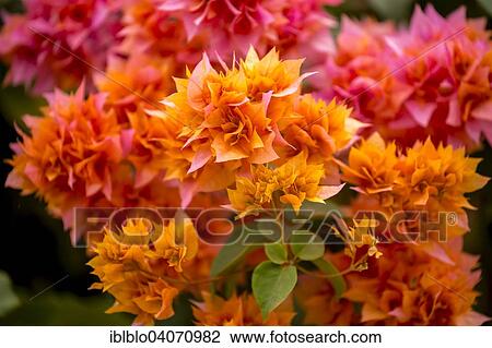 "Flowering Lesser Bougainvillea or Paperflower (Bougainvillea glabra), Vinales, Pinar del Rio Province, Cuba, North America" View Large Photo Image Stock Image - "Flowering Lesser Bougainvillea or Paperflower (Bougainvillea glabra), Vinales, Pinar del Rio Province, Cuba, North America". Fotosearch