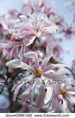 "Flowering Magnolia, variety Leonard Messel, ornamental form, Magnolia hybrid (Magnolia x loebneri Leonard Messel)" View Large Photo Image Stock Image - "Flowering Magnolia, variety Leonard Messel, ornamental form, Magnolia hybrid (Magnolia x loebneri Leonard Messel)". Fotosearch