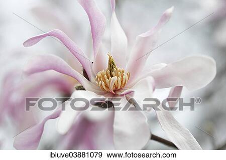 Stock Photo - "Flowering Magnolia, variety Leonard Messel, ornamental form, Magnolia hybrid (Magnolia x loebneri Leonard Messel)". Fotosearch