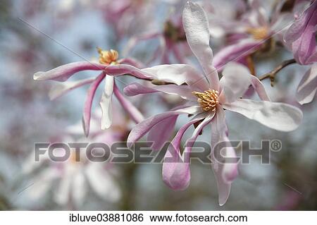 "Flowering Magnolia, variety Leonard Messel, ornamental form, Magnolia hybrid (Magnolia x loebneri Leonard Messel)" View Large Photo Image Stock Photograph - "Flowering Magnolia, variety Leonard Messel, ornamental form, Magnolia hybrid (Magnolia x loebneri Leonard Messel)". Fotosearch