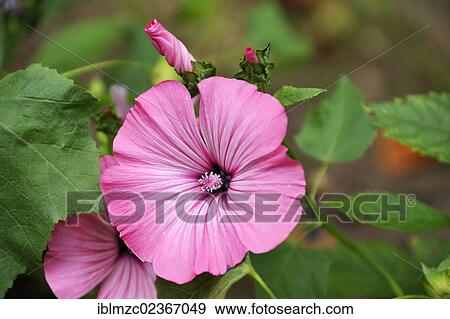 Flowering mallow (Malva) View Large Photo Image Stock Photo - Flowering mallow (Malva). Fotosearch