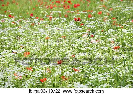 "Flowering meadow with poppies and chervil, Val d'Orcia region, Province of Siena, Tuscany, Italy, Europe" View Large Photo Image Stock Image - "Flowering meadow with poppies and chervil, Val d'Orcia region, Province of Siena, Tuscany, Italy, Europe". Fotosearch
