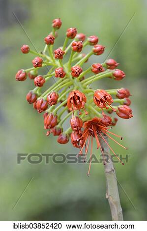 "Flowering Natal Bottlebrush (Greyia sutherlandii), native to South Africa" View Large Photo Image Stock Image - "Flowering Natal Bottlebrush (Greyia sutherlandii), native to South Africa". Fotosearch
