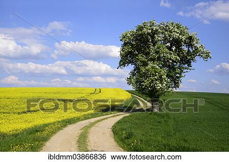 "Flowering Pear Tree (Pyrus communis) and a flowering Rape field (Brassica napus), dirt track, Swabia, Bavaria, Germany, Europe" View Large Photo Image Stock Photograph - "Flowering Pear Tree (Pyrus communis) and a flowering Rape field (Brassica napus), dirt track, Swabia, Bavaria, Germany, Europe". Fotosearch