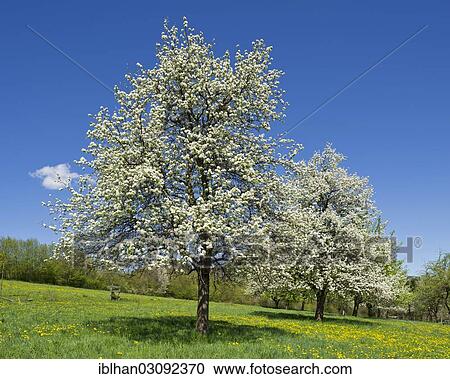 "Flowering Pear Trees (Pyrus), Nostach, Triestingtal, Niederosterreich, Austria, Europe" View Large Photo Image Stock Image - "Flowering Pear Trees (Pyrus), Nostach, Triestingtal, Niederosterreich, Austria, Europe". Fotosearch
