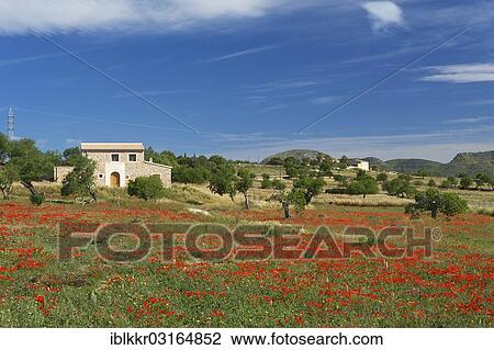 "Flowering poppy meadow, Manacor, Majorca, Balearic Islands, Spain, Europe" View Large Photo Image Stock Image - "Flowering poppy meadow, Manacor, Majorca, Balearic Islands, Spain, Europe". Fotosearch