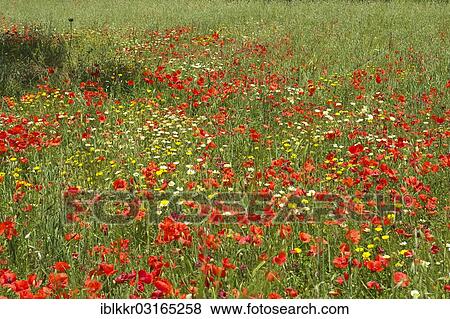 "Flowering poppy meadow, Valldemossa, Majorca, Balearic Islands, Spain, Europe" View Large Photo Image Stock Photo - "Flowering poppy meadow, Valldemossa, Majorca, Balearic Islands, Spain, Europe". Fotosearch