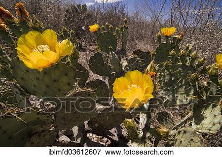 "Flowering Prickly Pear Cactus (Opuntia sp. ), near Vallecillo, Nuevo Leon, Mexico, North America" View Large Photo Image Stock Photo - "Flowering Prickly Pear Cactus (Opuntia sp. ), near Vallecillo, Nuevo Leon, Mexico, North America". Fotosearch