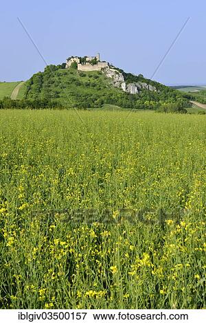 Stock Photo - "Flowering rape field with the ruins of Burg Falkenstein Castle, Falkenstein, Weinviertel, Lower Austria, Austria, Europe". Fotosearch