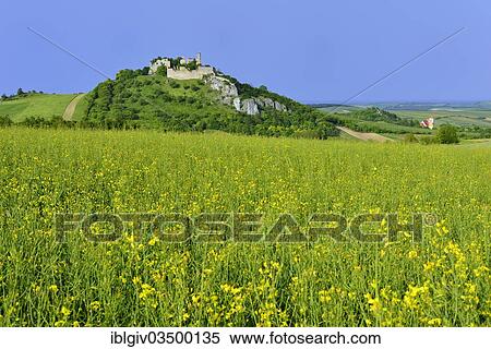 "Flowering rape field with the ruins of Burg Falkenstein Castle, Falkenstein, Weinviertel, Lower Austria, Austria, Europe" View Large Photo Image Stock Photography - "Flowering rape field with the ruins of Burg Falkenstein Castle, Falkenstein, Weinviertel, Lower Austria, Austria, Europe". Fotosearch