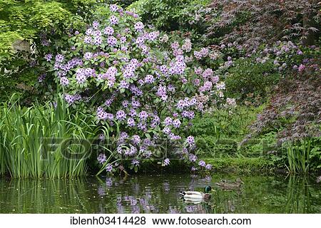 "Flowering Rhododendron (Hybrid Humboldt), Haren, Emsland, Lower Saxony, Germany, Europe" View Large Photo Image Stock Photo - "Flowering Rhododendron (Hybrid Humboldt), Haren, Emsland, Lower Saxony, Germany, Europe". Fotosearch
