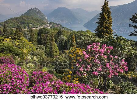 "Flowering Rhododendron (Rhododendron sp. ), San Grato Botanic Park, Carona TI, excursion mountain of San Salvatore above Lake Lugano at the rear, Ticino, Switzerland, Europe" View Large Photo Image Stock Photograph - "Flowering Rhododendron (Rhododendron sp. ), San Grato Botanic Park, Carona TI, excursion mountain of San Salvatore above Lake Lugano at the rear, Ticino, Switzerland, Europe". Fotosearch