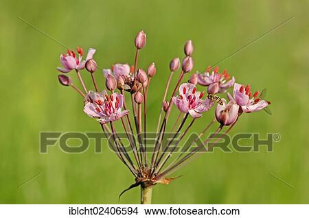 "Flowering Rush (Butomus umbellatus), North Rhine-Westphalia, Germany, Europe" View Large Photo Image Picture - "Flowering Rush (Butomus umbellatus), North Rhine-Westphalia, Germany, Europe". Fotosearch