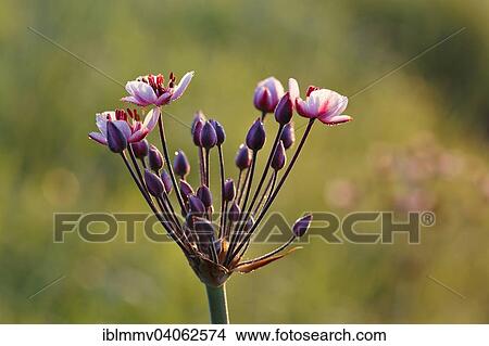 "Flowering Rush (Butomus umbellatus), complete flower, Middle Elbe Biosphere Reserve, Saxony-Anhalt, Germany, Europe" View Large Photo Image Picture - "Flowering Rush (Butomus umbellatus), complete flower, Middle Elbe Biosphere Reserve, Saxony-Anhalt, Germany, Europe". Fotosearch