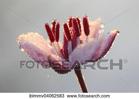 "Flowering Rush (Butomus umbellatus), individual flower, Middle Elbe Biosphere Reserve, Saxony-Anhalt, Germany, Europe" View Large Photo Image Stock Image - "Flowering Rush (Butomus umbellatus), individual flower, Middle Elbe Biosphere Reserve, Saxony-Anhalt, Germany, Europe". Fotosearch