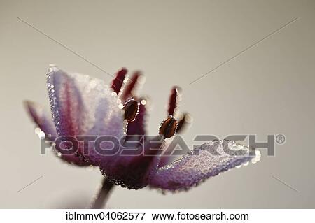"Flowering Rush (Butomus umbellatus), individual flower, Middle Elbe Biosphere Reserve, Saxony-Anhalt, Germany, Europe" View Large Photo Image Stock Photo - "Flowering Rush (Butomus umbellatus), individual flower, Middle Elbe Biosphere Reserve, Saxony-Anhalt, Germany, Europe". Fotosearch