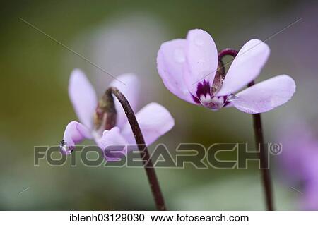 Stock Image - "Flowering Spring Cyclamen or Spring Alpine Violet (Cyclamen coum album), Haren, Emsland, Lower Saxony, Germany, Europe". Fotosearch