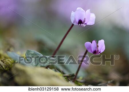 "Flowering Spring Cyclamen or Spring Alpine Violet (Cyclamen coum album), Haren, Emsland, Lower Saxony, Germany, Europe" View Large Photo Image Stock Photo - "Flowering Spring Cyclamen or Spring Alpine Violet (Cyclamen coum album), Haren, Emsland, Lower Saxony, Germany, Europe". Fotosearch