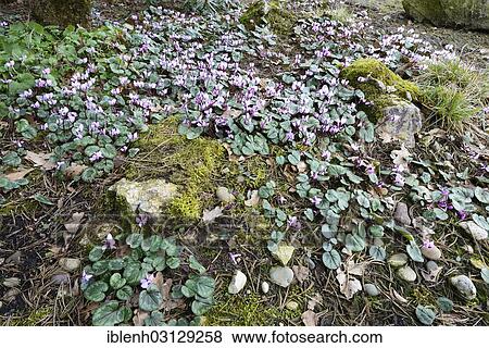 "Flowering Spring Cyclamen or Spring Alpine Violet (Cyclamen coum album), Haren, Emsland, Lower Saxony, Germany, Europe" View Large Photo Image Stock Photo - "Flowering Spring Cyclamen or Spring Alpine Violet (Cyclamen coum album), Haren, Emsland, Lower Saxony, Germany, Europe". Fotosearch