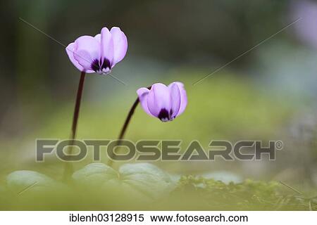 "Flowering Spring Cyclamen or Spring Alpine Violet (Cyclamen coum album), Haren, Emsland, Lower Saxony, Germany, Europe" View Large Photo Image Stock Photography - "Flowering Spring Cyclamen or Spring Alpine Violet (Cyclamen coum album), Haren, Emsland, Lower Saxony, Germany, Europe". Fotosearch