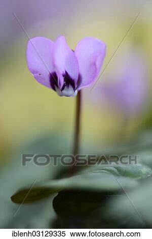 "Flowering Spring Cyclamen or Spring Alpine Violet (Cyclamen coum album), Haren, Emsland, Lower Saxony, Germany, Europe" View Large Photo Image Stock Photography - "Flowering Spring Cyclamen or Spring Alpine Violet (Cyclamen coum album), Haren, Emsland, Lower Saxony, Germany, Europe". Fotosearch
