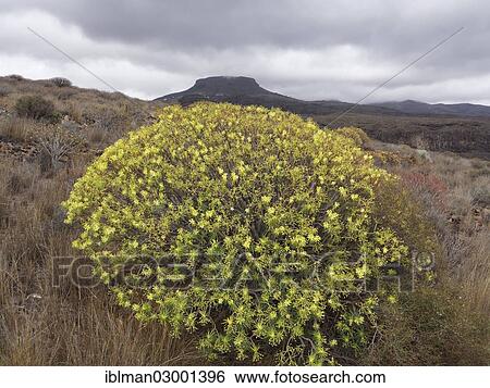 "Flowering Spurge (Euphorbia), Fortaleza table mountain, La Gomera, Canary Islands, Spain, Europe, La Gomera, Vallehermoso, La Gomera, Canary Islands, Spain, Europe" View Large Photo Image Stock Photograph - "Flowering Spurge (Euphorbia), Fortaleza table mountain, La Gomera, Canary Islands, Spain, Europe, La Gomera, Vallehermoso, La Gomera, Canary Islands, Spain, Europe". Fotosearch