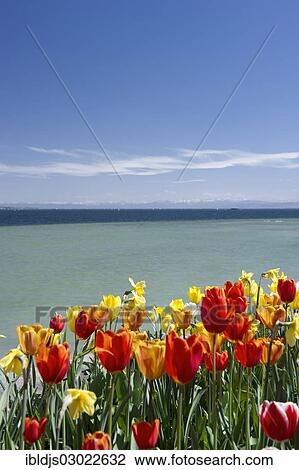 "Flowering tulips (Tulipa) at Lake Constance, Mainau island, Lake Constanz, Baden-Wurttemberg, Germany, Europe" View Large Photo Image Stock Image - "Flowering tulips (Tulipa) at Lake Constance, Mainau island, Lake Constanz, Baden-Wurttemberg, Germany, Europe". Fotosearch