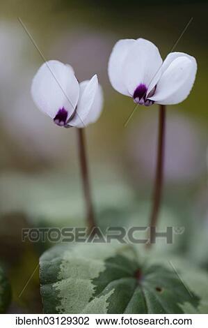 "Flowering white Spring Cyclamen or Spring Alpine Violets (Cyclamen coum album), Haren, Emsland, Lower Saxony, Germany, Europe" View Large Photo Image Stock Image - "Flowering white Spring Cyclamen or Spring Alpine Violets (Cyclamen coum album), Haren, Emsland, Lower Saxony, Germany, Europe". Fotosearch