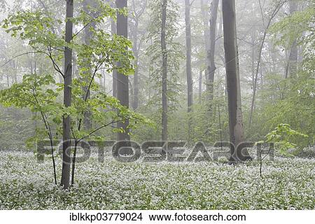 "Flowering wild garlic (Allium ursinum) in spring forest in fog, Leipzig, Saxony, Germany, Europe" View Large Photo Image Picture - "Flowering wild garlic (Allium ursinum) in spring forest in fog, Leipzig, Saxony, Germany, Europe". Fotosearch