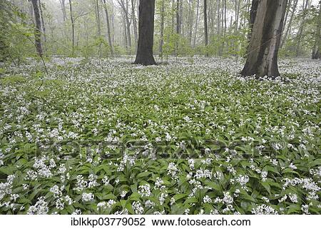 "Flowering wild garlic (Allium ursinum) in spring forest in fog, Leipzig, Saxony, Germany, Europe" View Large Photo Image Stock Image - "Flowering wild garlic (Allium ursinum) in spring forest in fog, Leipzig, Saxony, Germany, Europe". Fotosearch