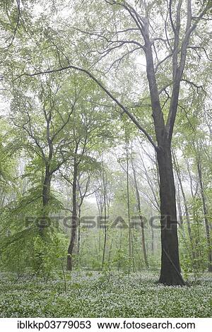 "Flowering wild garlic (Allium ursinum) in spring forest, trees in fog, Leipzig, Saxony, Germany, Europe" View Large Photo Image Stock Image - "Flowering wild garlic (Allium ursinum) in spring forest, trees in fog, Leipzig, Saxony, Germany, Europe". Fotosearch
