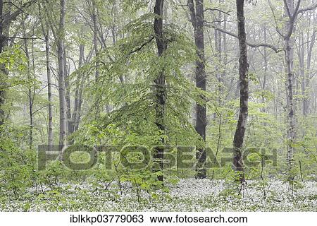 "Flowering wild garlic (Allium ursinum) in spring forest, trees in fog, Leipzig, Saxony, Germany, Europe" View Large Photo Image Stock Image - "Flowering wild garlic (Allium ursinum) in spring forest, trees in fog, Leipzig, Saxony, Germany, Europe". Fotosearch