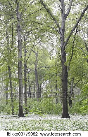 "Flowering wild garlic (Allium ursinum) in spring forest, trees in fog, Leipzig, Saxony, Germany, Europe" View Large Photo Image Stock Image - "Flowering wild garlic (Allium ursinum) in spring forest, trees in fog, Leipzig, Saxony, Germany, Europe". Fotosearch