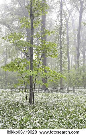 Stock Photo - "Flowering wild garlic (Allium ursinum) in spring forest in fog, Leipzig, Saxony, Germany, Europe". Fotosearch