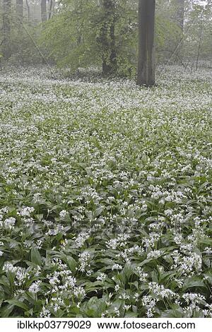 "Flowering wild garlic (Allium ursinum) in spring forest in fog, Leipzig, Saxony, Germany, Europe" View Large Photo Image Stock Photo - "Flowering wild garlic (Allium ursinum) in spring forest in fog, Leipzig, Saxony, Germany, Europe". Fotosearch