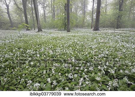 Stock Photo - "Flowering wild garlic (Allium ursinum) in spring forest in fog, Leipzig, Saxony, Germany, Europe". Fotosearch