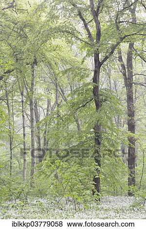 "Flowering wild garlic (Allium ursinum) in spring forest, trees in fog, Leipzig, Saxony, Germany, Europe" View Large Photo Image Stock Photo - "Flowering wild garlic (Allium ursinum) in spring forest, trees in fog, Leipzig, Saxony, Germany, Europe". Fotosearch