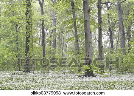"Flowering wild garlic (Allium ursinum) in spring forest, Leipzig, Saxony, Germany, Europe" View Large Photo Image Stock Photo - "Flowering wild garlic (Allium ursinum) in spring forest, Leipzig, Saxony, Germany, Europe". Fotosearch