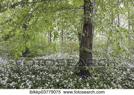 Stock Photography - "Flowering wild garlic (Allium ursinum) in spring forest, trees in fog, Leipzig, Saxony, Germany, Europe". Fotosearch