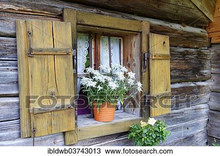 Stock Image - "Flowerpot with edelweiss, Bindalm alpine pasture, Klausbachtal valley, Berchtesgadener Land District, Upper Bavaria, Bavaria, Germany, Europe". Fotosearch