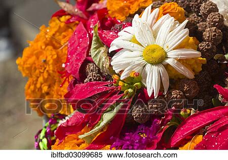 "Flowers and a mala as offerings to the gods, Kathmandu, Kathmandu District, Bagmati Zone, Nepal, Asia" View Large Photo Image Stock Photography - "Flowers and a mala as offerings to the gods, Kathmandu, Kathmandu District, Bagmati Zone, Nepal, Asia". Fotosearch