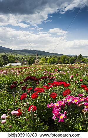 Stock Image - "Flowers, behindg Laufen with the church of St. John, Sulzburg, Markgraflerland, Black Forest, Baden-Wuerttemberg, Germany, Europe". Fotosearch